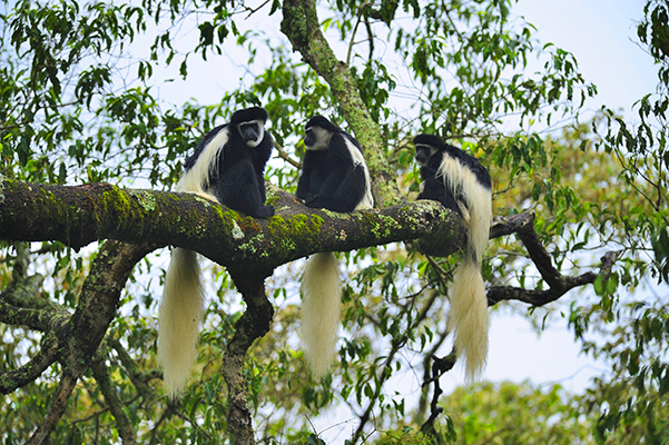 Tarangire National Park