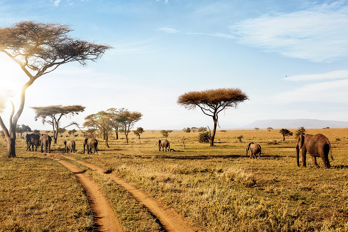 Northern Serengeti & the Great Migration (with a chance to see the famous Mara River crossing) — DAY 5-6