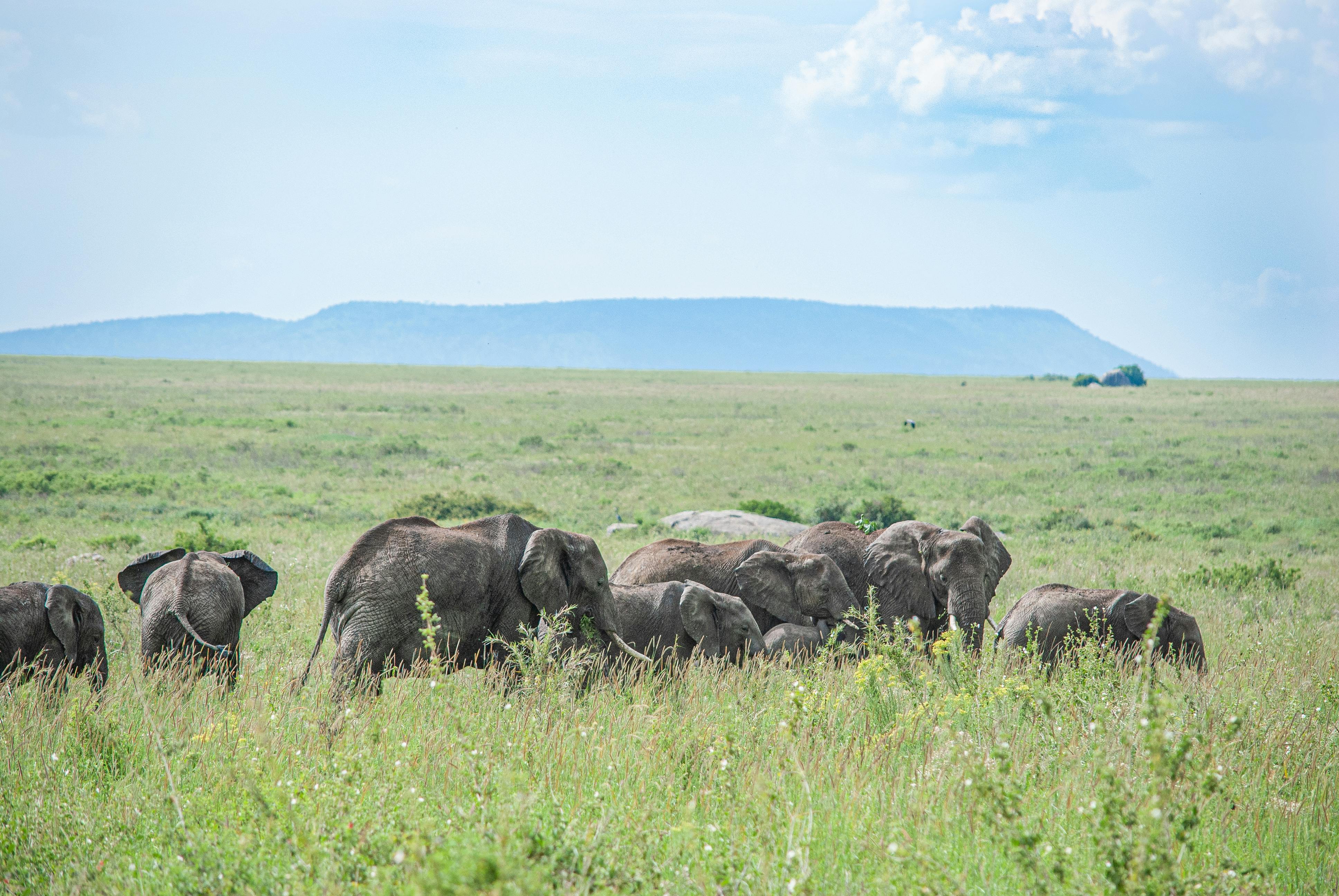 12 Days Trip: safari beach ( grossing the mara river + Flight to Zanzibar)