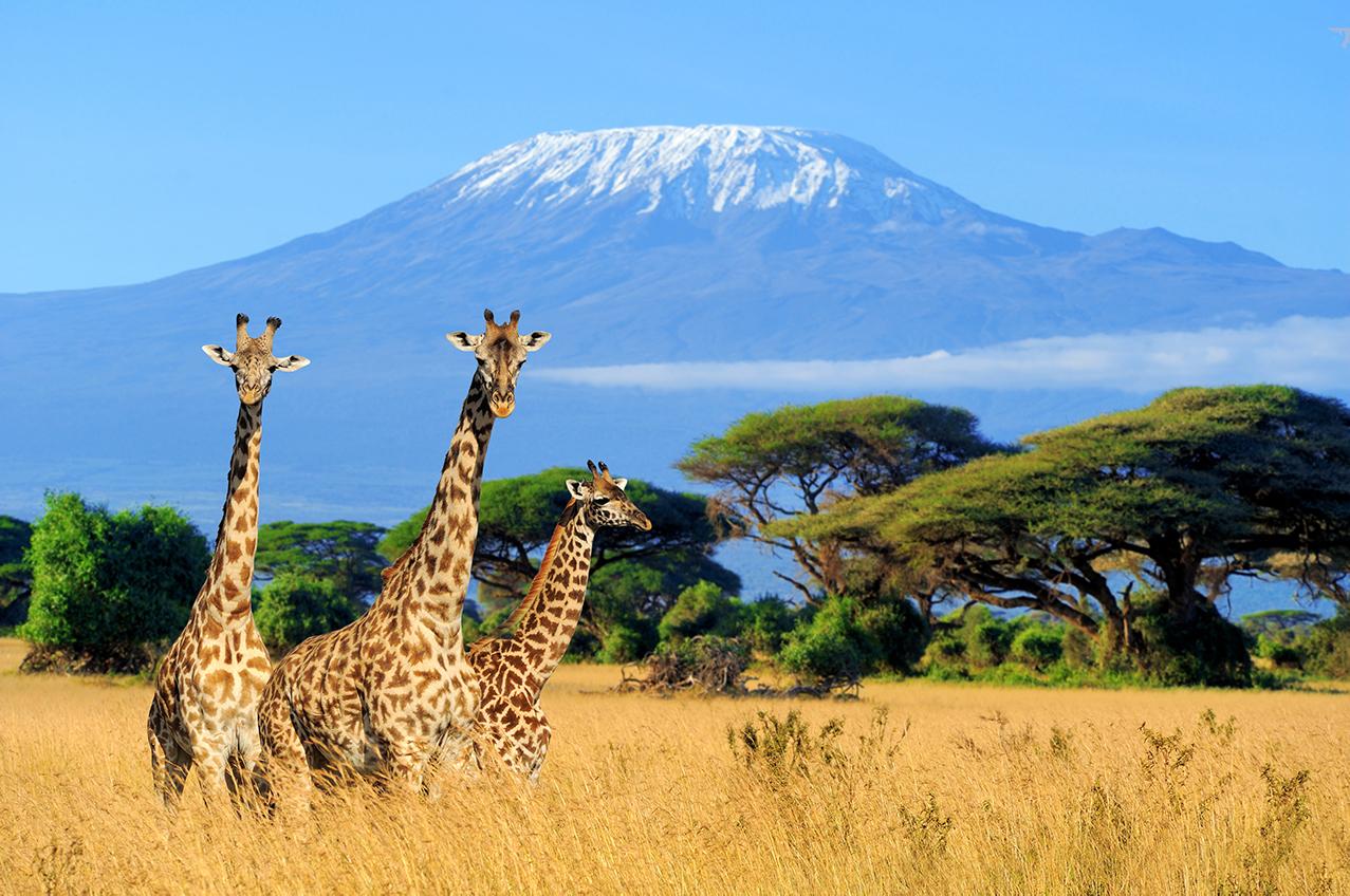 5 days: Climbing kilimanjaro via marangu route