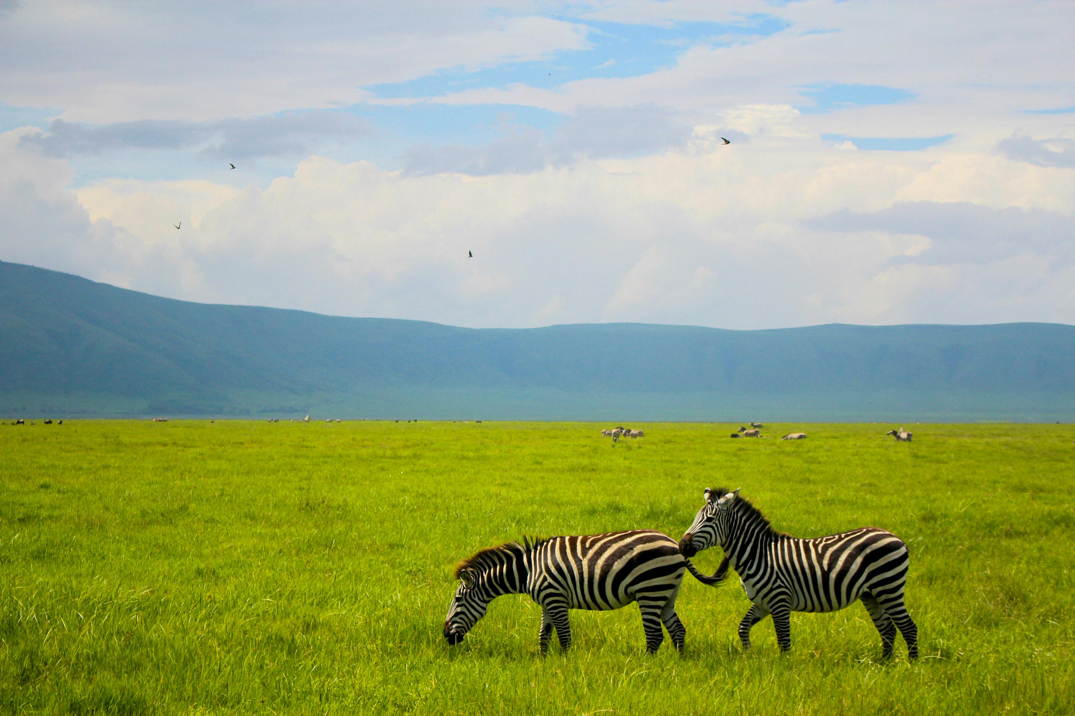 10 Days Northern Safaris